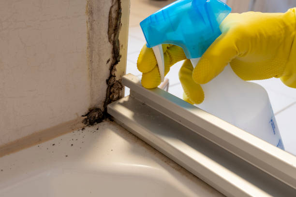 Best DIY Mold Remediation Support Services in Midway, AR